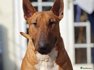 English Bull Terrier dogs - Advert 32