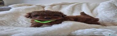 Cavapoo 2