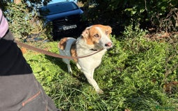 Mixed Breed dogs for adoption: Freud - Norwich Norfolk  - Advert 8