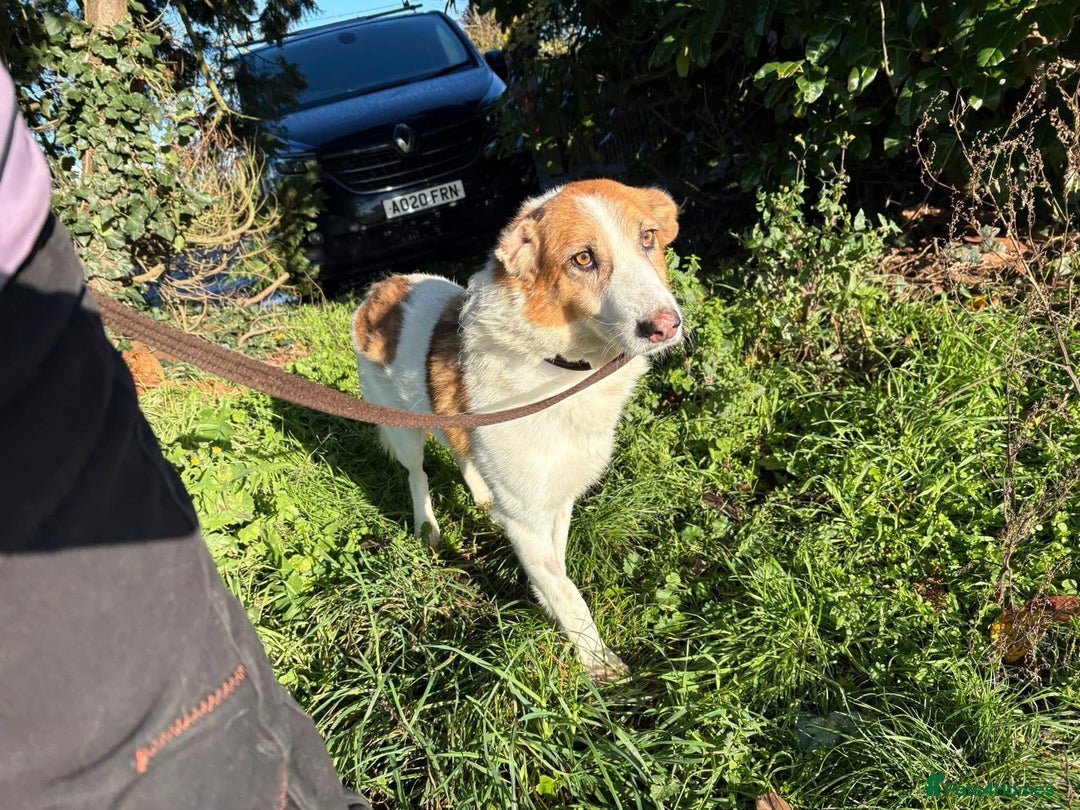 Mixed Breed dogs for adoption: Freud - Norwich Norfolk  - Advert 8