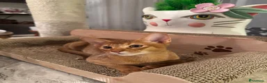 Abyssinian Kitten 2