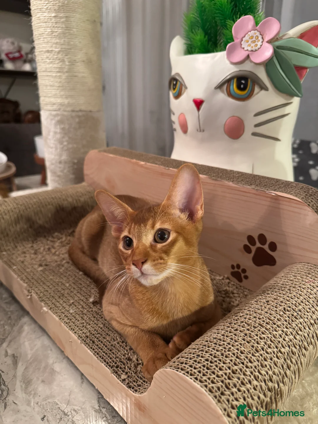 Abyssinian cats for sale: Abyssinian kittens looking for a new forever home - Advert 12