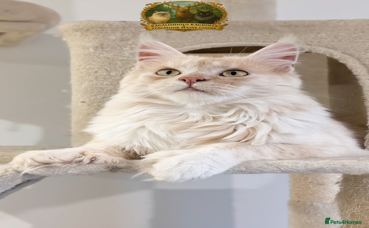 Maine Coon cats High Red Smoke 66/66 Polydactyl European line - Advert 2