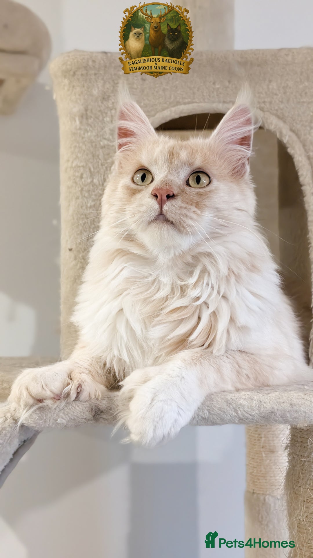 Maine Coon cats for stud: High Red Smoke 66/66 Polydactyl European line - Advert 4