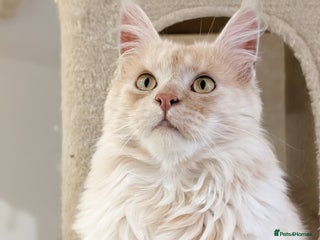 Maine Coon cats High Red Smoke 66/66 Polydactyl European line - Advert 6