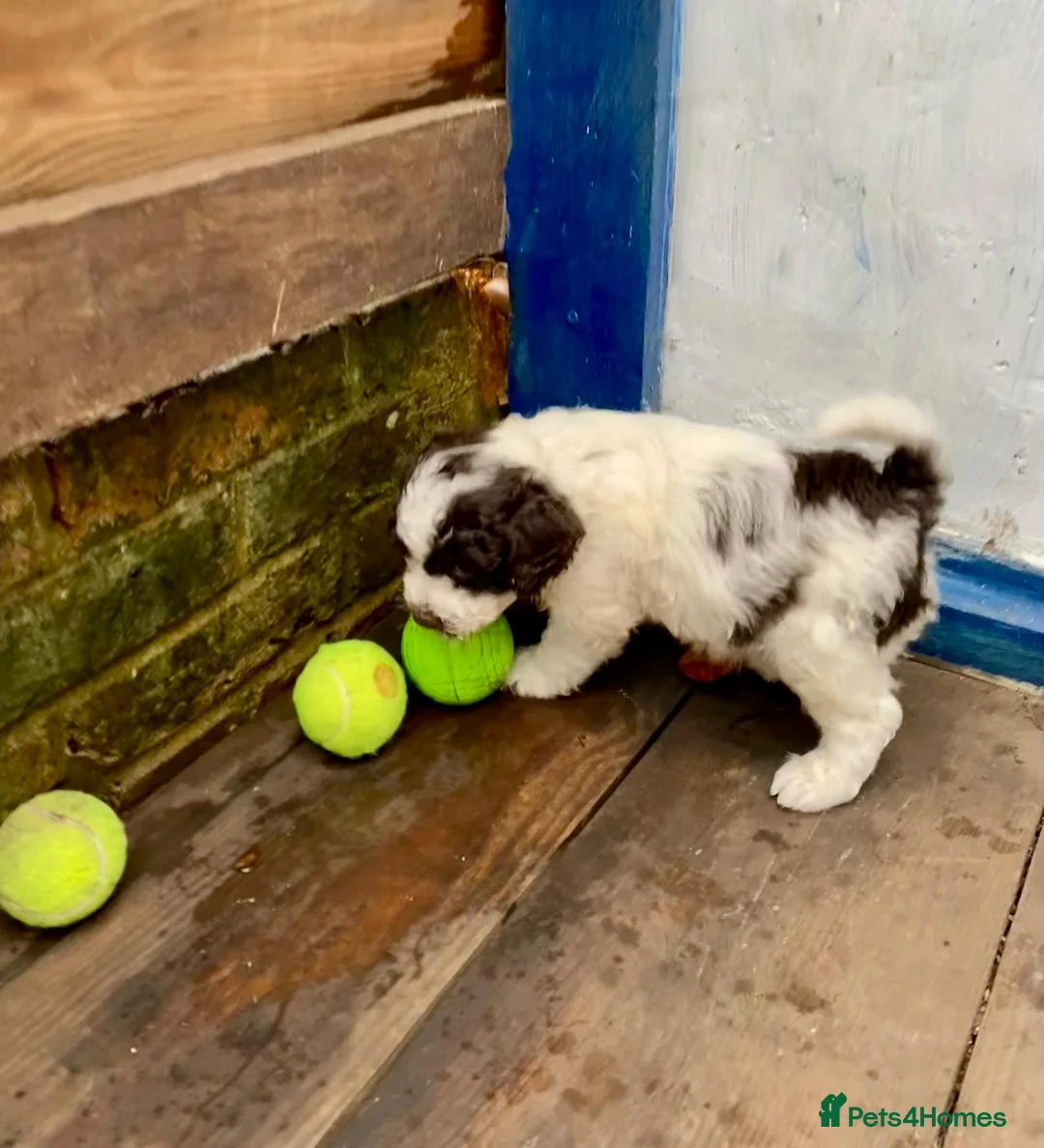 Lagotto Romagnolo dogs for sale: Three wonderful Lagotto pups available now - Advert 8