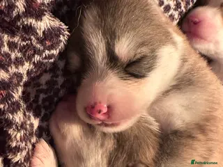 Pomsky dogs Rare Pomsky pups - Gorgeous miniature Husky’s - Advert 1