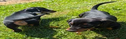Miniature Dachshund dogs for sale: Quality KC/ PRA clear Miniature Dachshund Puppies  - Advert 11