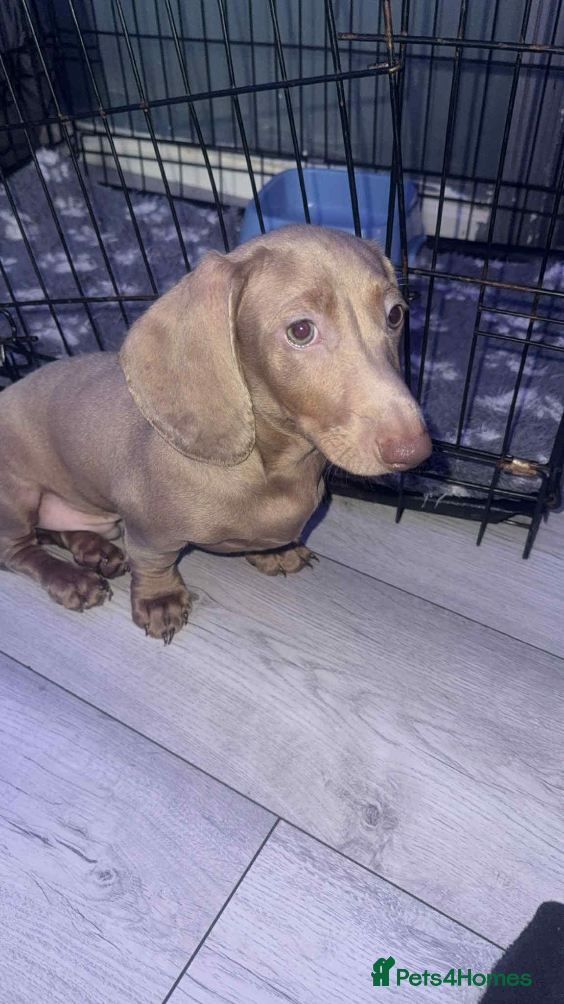 Miniature Dachshund dogs Isabelle miniature cream dachshund  - Advert 8