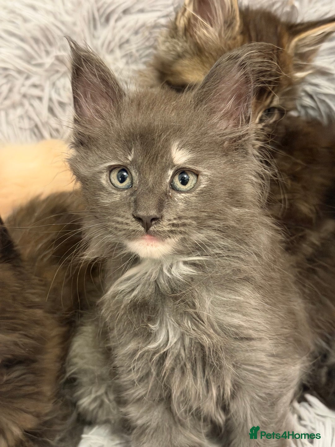 Maine Coon cats for sale: TICA REGISTERED MAINE COON KITTENS - Advert 28