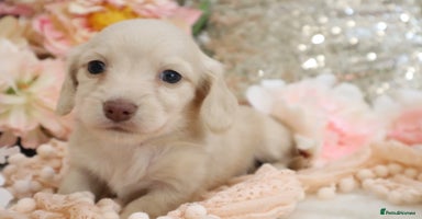 Miniature Dachshund dogs - Advert 3