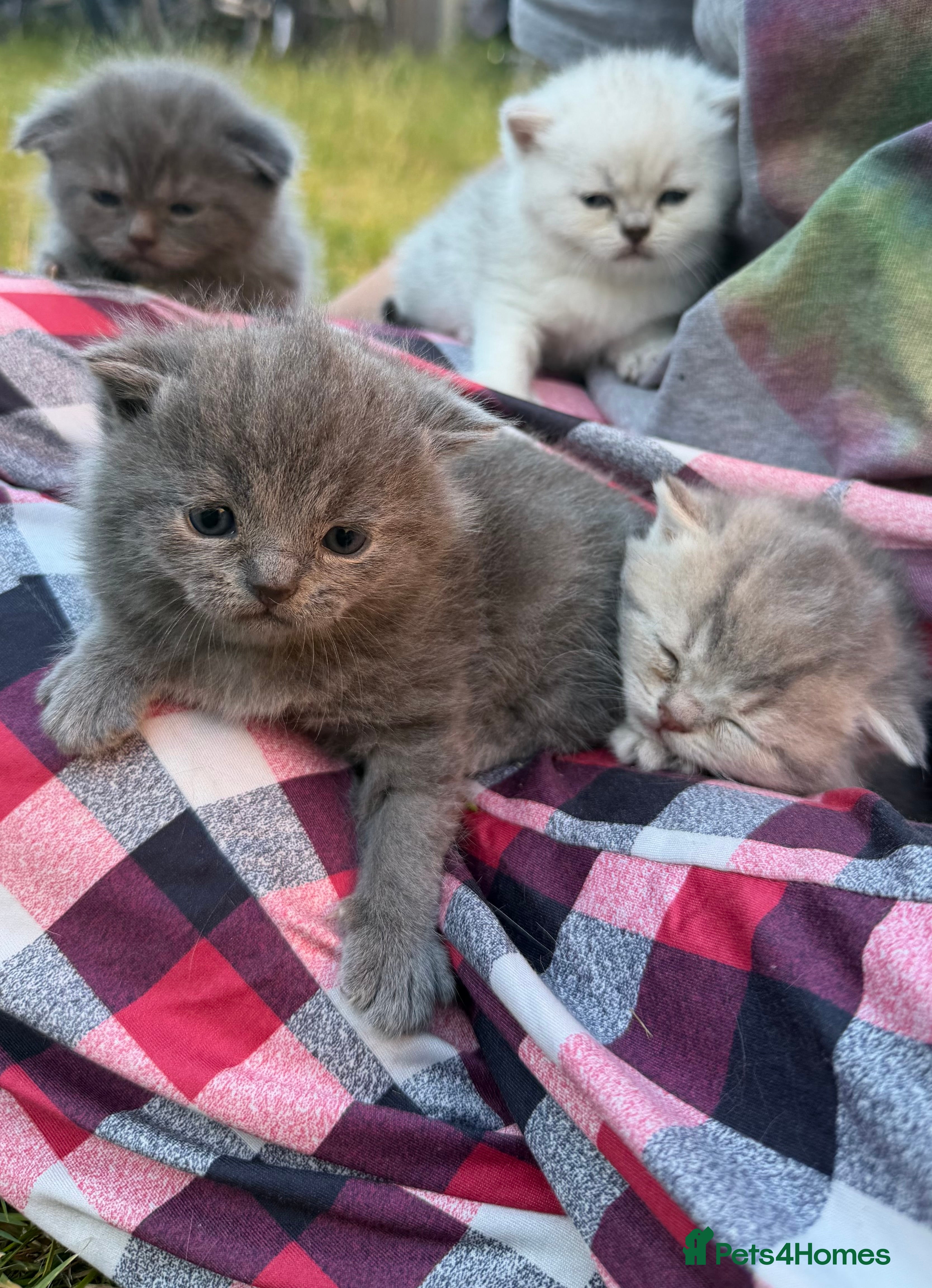 Scottish Fold cats 💕💕💕❤️❤️Lovely scotish kittens💕💕💕 - Advert 2