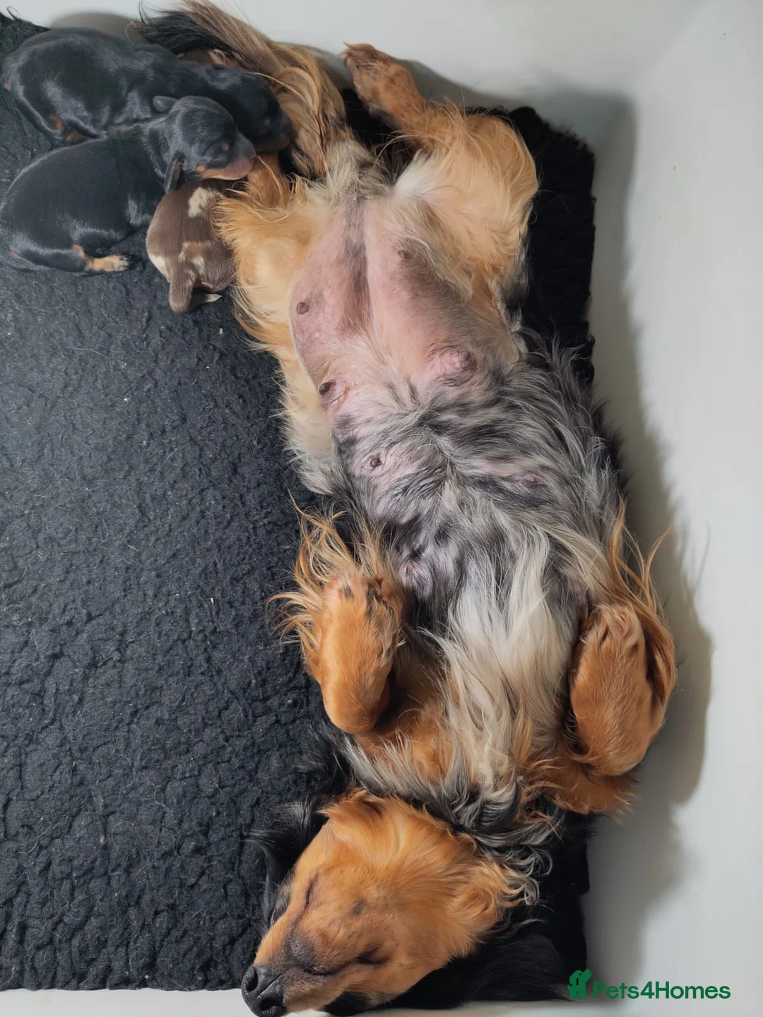 Miniature Dachshund dogs for sale: 🌟Dapple & Black Tan PRA Clear KC reg – June 26🌟 - Advert 1