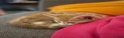 Mixed Breed cats for sale: Four varied mixed breed kittens - Advert 3