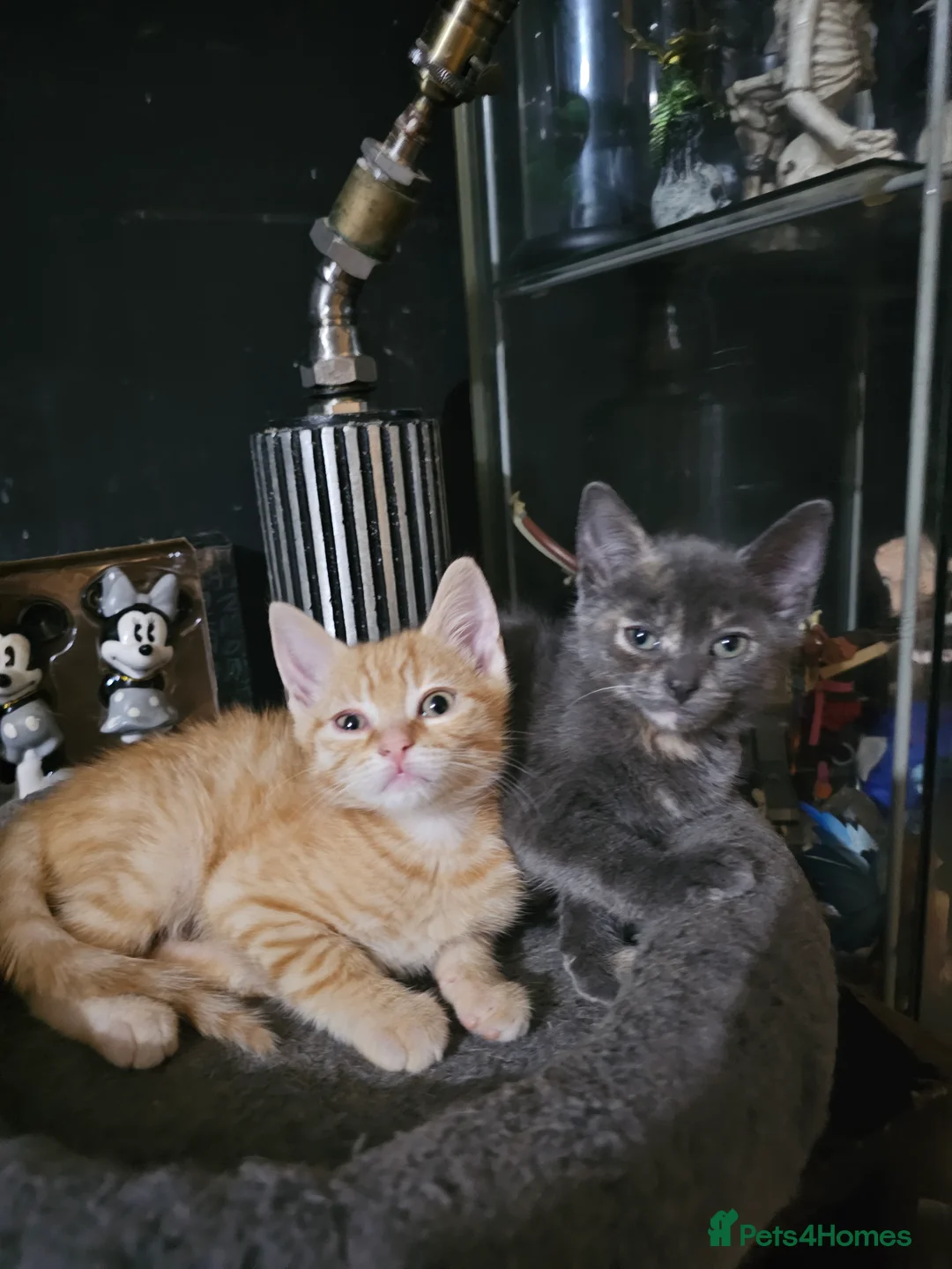 Mixed Breed cats for sale: 1 ginger male and 1 grey female kitten - Advert 2