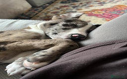 Mixed Breed dogs for sale: Bouncy Bleu looking for a loving new home - Advert 3