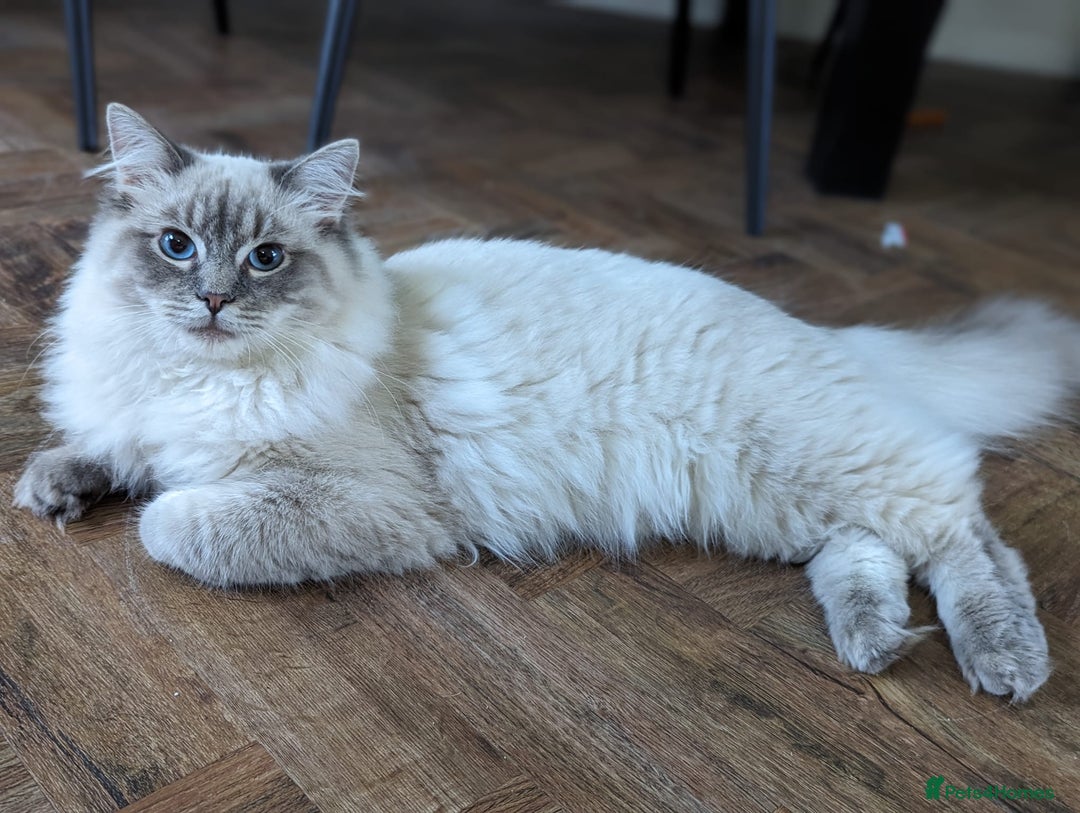 Ragdoll cats for stud: Ragdoll Stud  in Manchester - Image 9