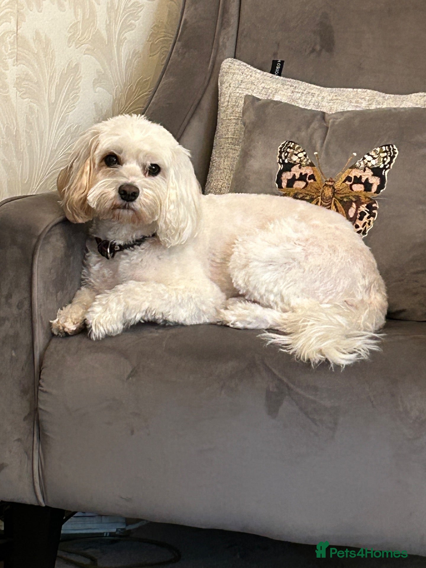 Cavapoo dogs Cavapoo boy - Advert 1