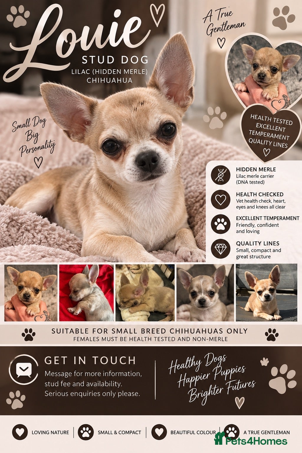 Chihuahua dogs Stud Merle chihuahua age 5 - Advert 14