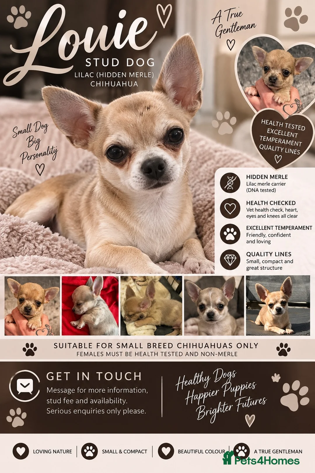 Chihuahua dogs for stud: Stud Merle chihuahua age 5 - Advert 1