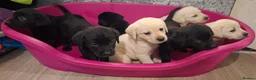 Labrador Retriever dogs for sale: Pedigree Labrador Puppies - Advert 5