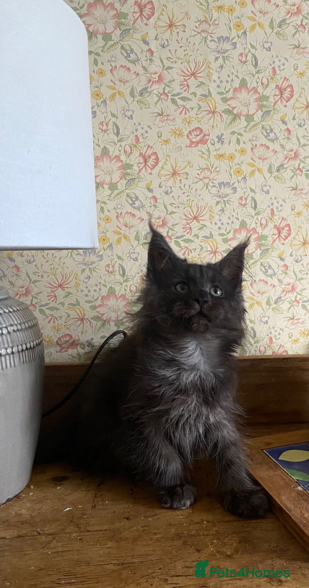 Maine Coon cats for sale: Full Russian lines Coon kittens Registered Parents - Advert 2
