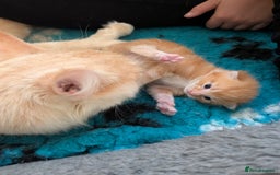 Maine Coon cats for sale: Maine coon X kittens  - Image 4