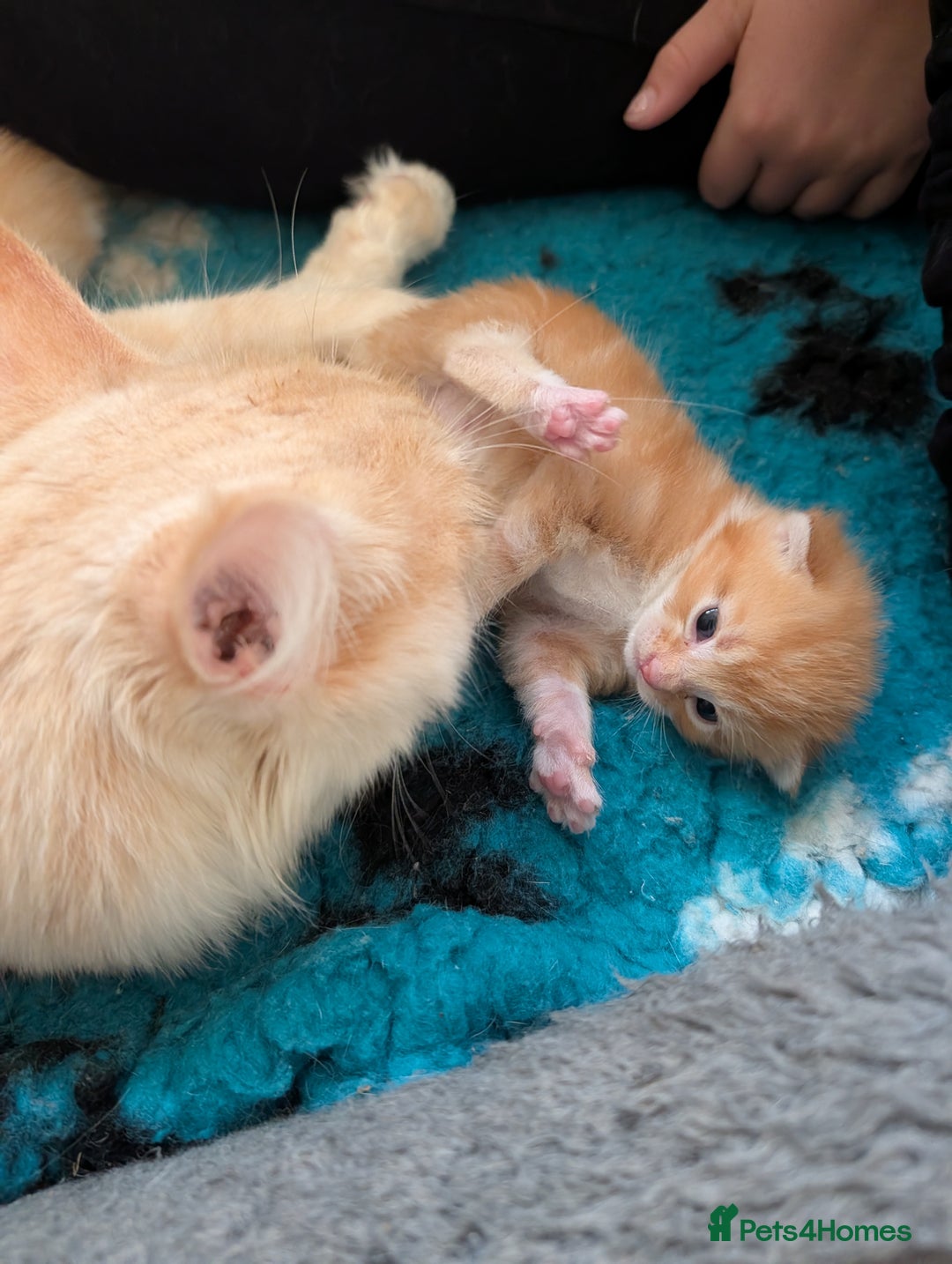 Maine Coon cats for sale: Maine coon X kittens  - Image 4