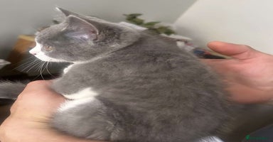 Scottish Fold cats in Colchester - Advert 10