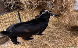 Goats livestock for sale: 2 x Male Pygmy Goats  - Image 6