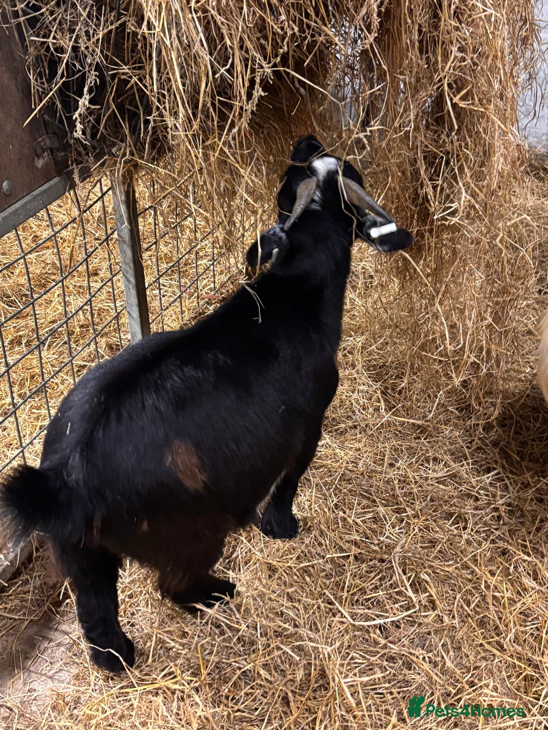 Goats livestock for sale: 2 x Male Pygmy Goats  - Image 6