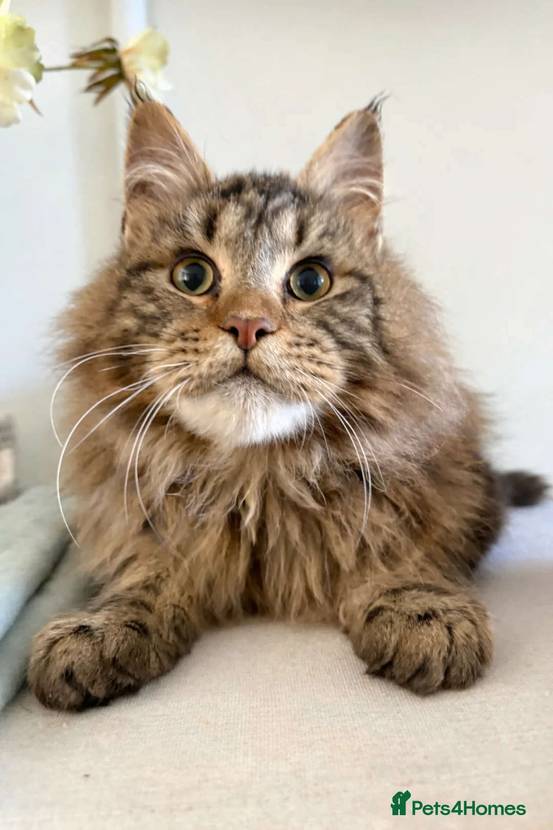 Maine Coon cats for sale: Maine coon kitten 5 month  - Advert 2