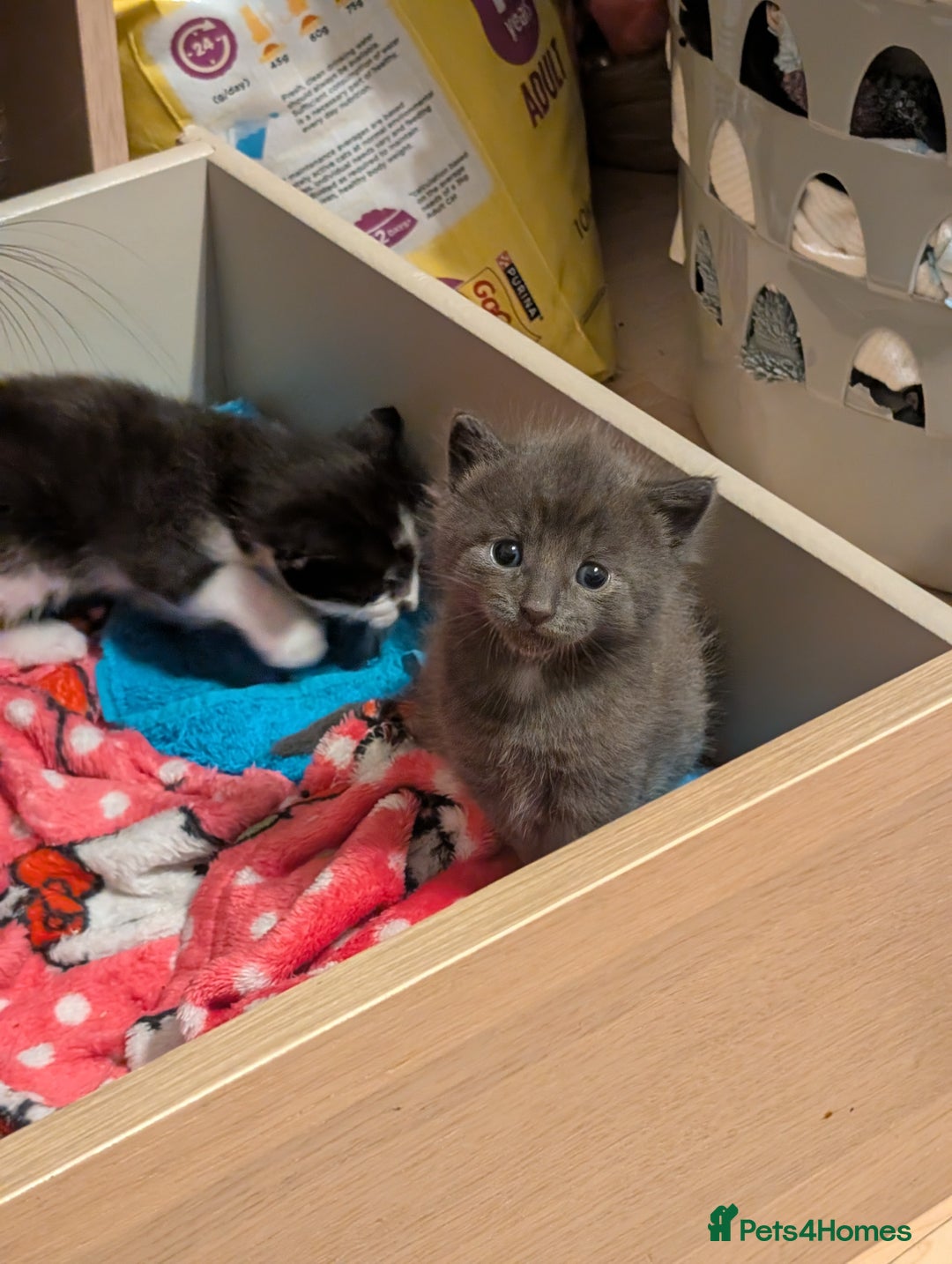 Mixed Breed cats for sale: 3 Male Kittens - Advert 8