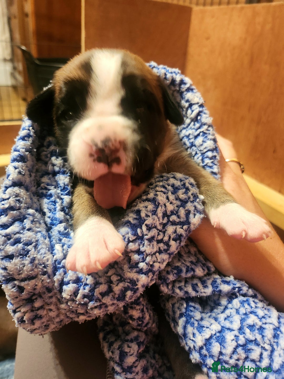 Boxer dogs for sale: 🌟KC REG BOBTAIL BOXER PUPS🌟 - Image 15
