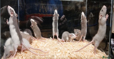 Rat rodents - Advert 8