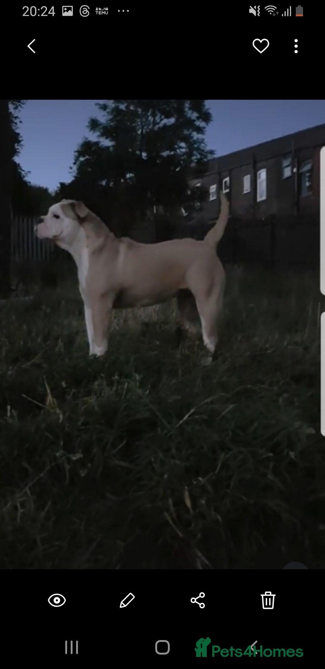 Olde English Bulldogge dogs for sale: Olde English bulldogge  - Image 2