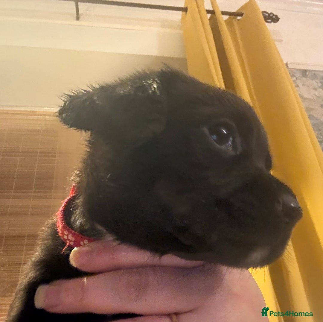 Labrador Retriever dogs for sale: Labrador X Boxerdore puppies  - Advert 7