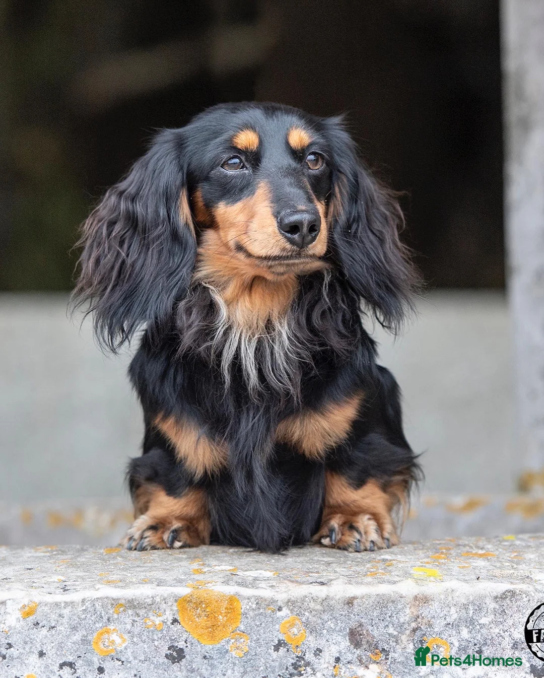 Dachshund dogs for stud: Quality miniature long hair dachshund for stud  in Saint Austell - Advert 8