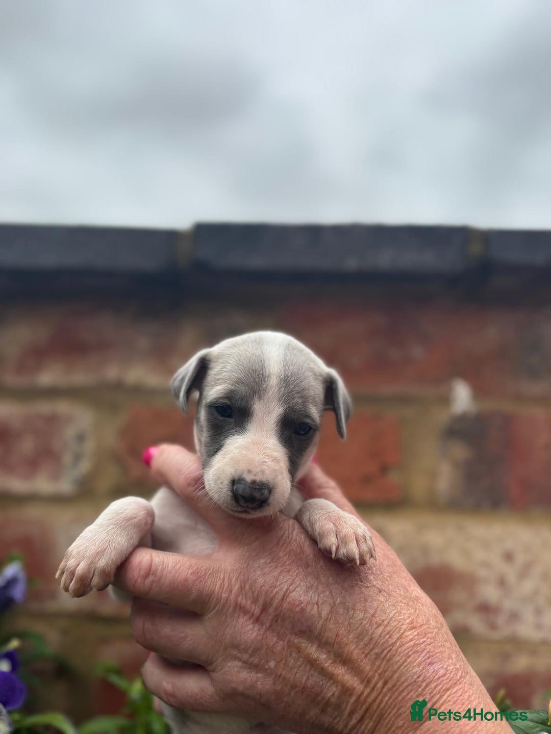 Whippet dogs for sale: Beautiful marked whippet puppies  - Image 9