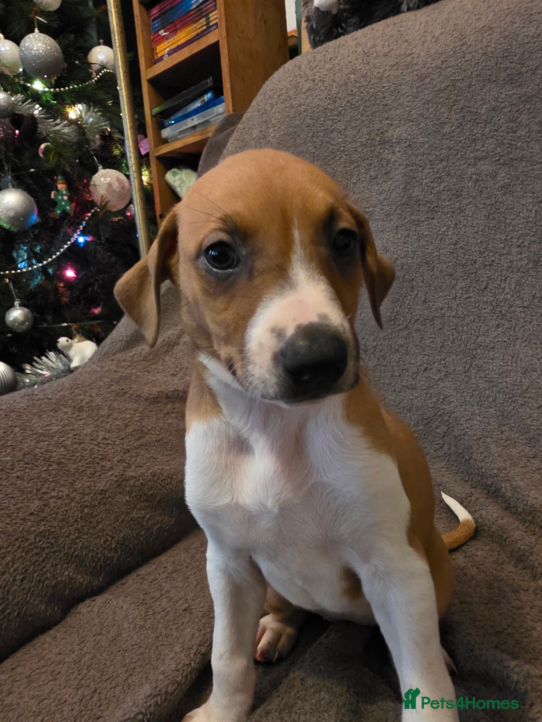 Mixed Breed dogs for sale: Italian Greyhound x Bull Greyhound Puppies - Advert 6