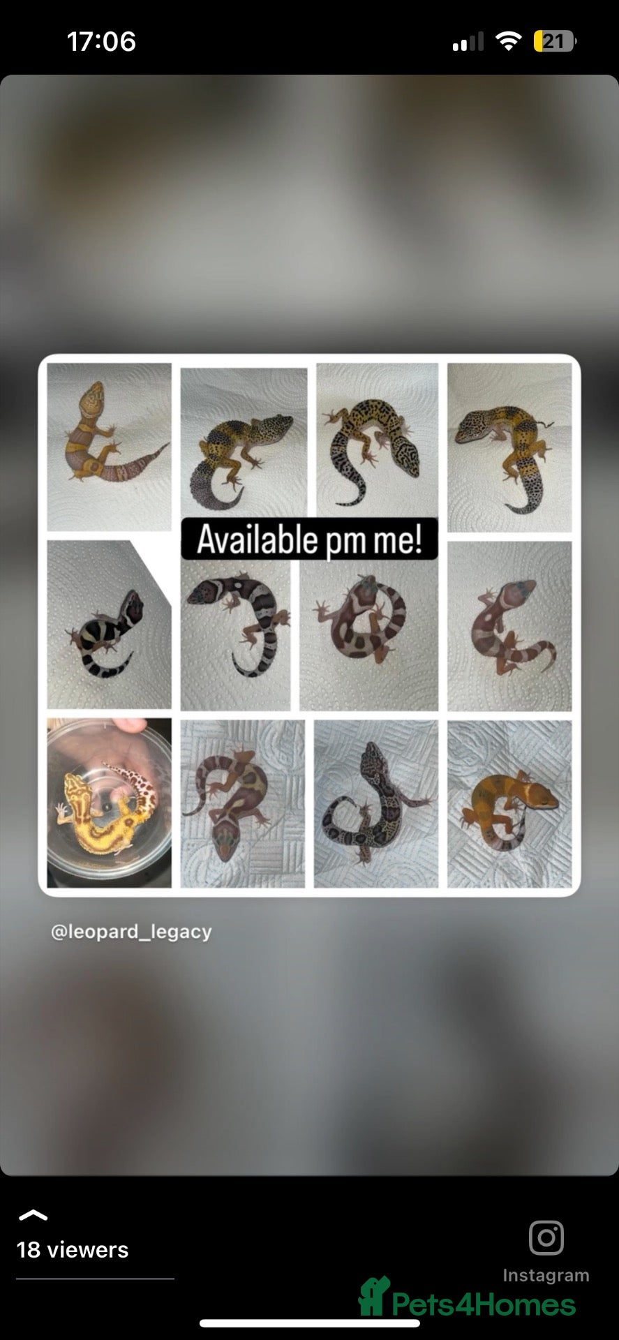 Gecko reptiles A range of leopard gecko and crested gecko babies - Advert 9