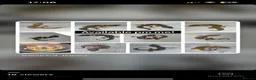Gecko reptiles for sale: A range of leopard gecko and crested gecko babies in Aylesford - Advert 1
