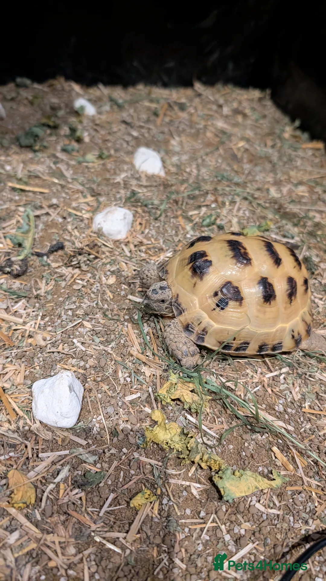 Tortoise reptiles for sale: Horsefield Tortoise and complete set up - Advert 6