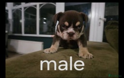 English Bulldog dogs for sale: British bulldog puppies  - Image 5