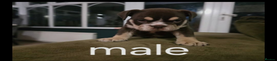 English Bulldog Puppy 5 sold 