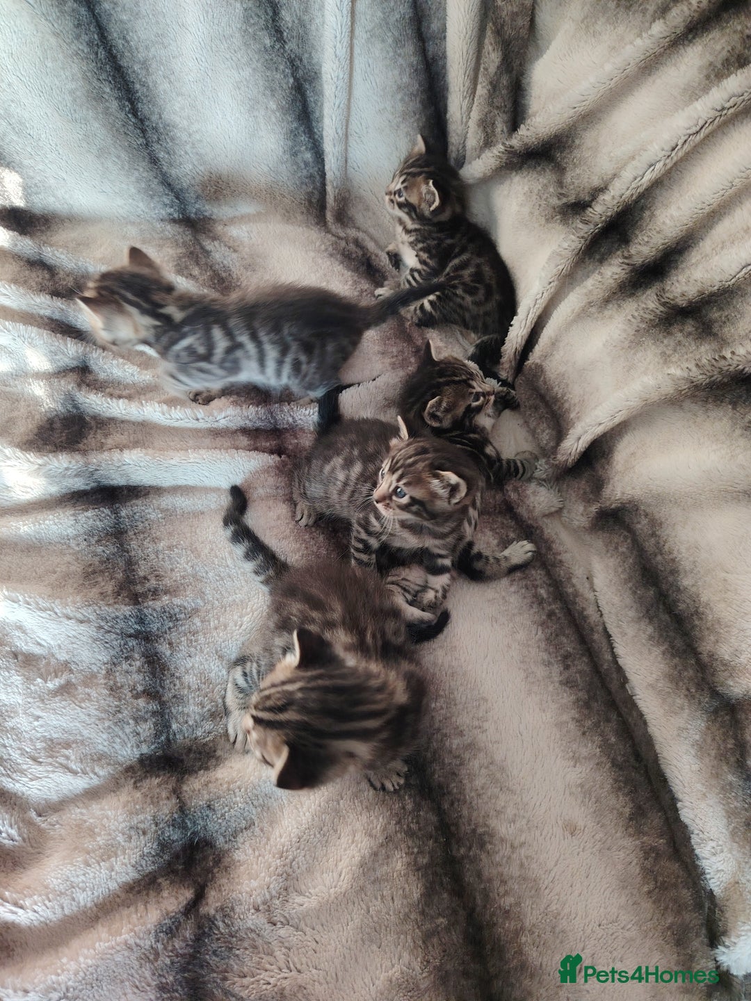 Bengal cats for sale: Bengal x Ragdoll kittens  - Image 5