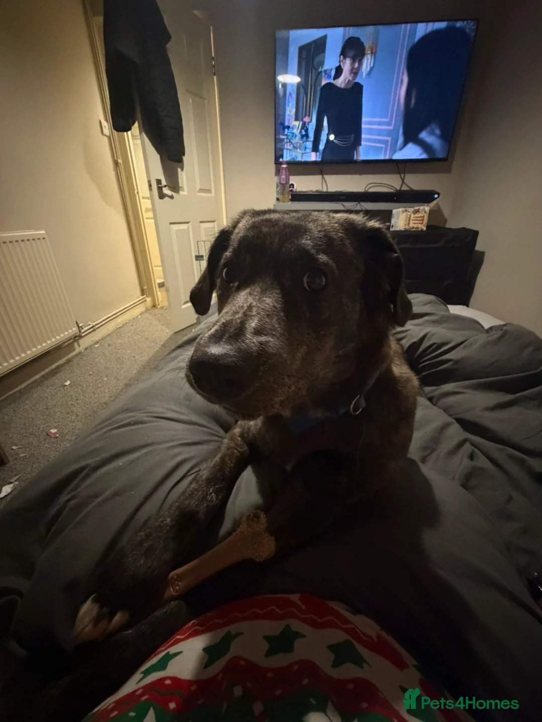 Mixed Breed dogs for sale: Urgent , mixed green 8 month old puppy - Advert 2