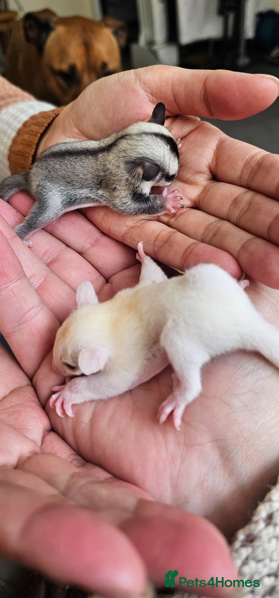 Sugar Glider rodents Rare Leucistic White & Grey Sugar Glider Joeys 🦘✨ - Advert 1