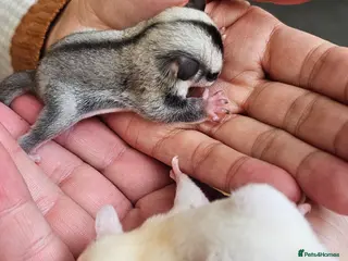 Sugar Glider rodents Rare Leucistic White & Grey Sugar Glider Joeys 🦘✨ - Advert 1