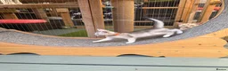 Abyssinian cats for sale: Silver Abyssinian kittens  - Advert 15